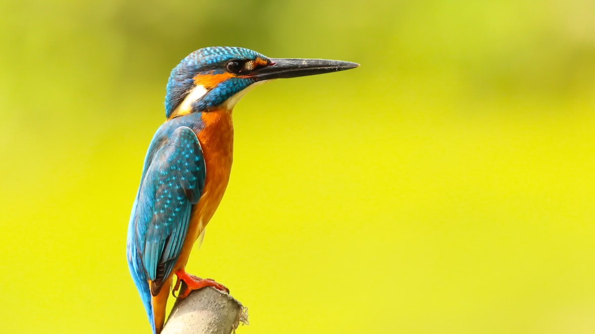 A kingfisher along a quiet river: the kind of small, unhurried moment that slow travel in Cambodia rewards.